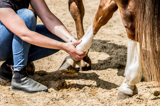 Help a Equine Therapist - Monthly Contribution